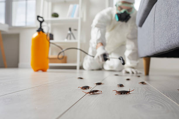 Commercial Kitchen Cockroach Control in South Kensington